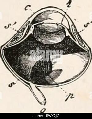 Elemente der vergleichenden Anatomie (1878) Elemente der vergleichenden Anatomie elementsofcompar 00 gege Jahr: 1878 Abb. 297. Auge der Moni- tor. Horizontale Abschnitt. c Hornhaut. p Processus falciformis. Abb. 29 S. Auge von Falco chrysaetos. Horizontale abschnitt, p Pectcn (nach W. Sommering). und Ganoidei, und auch bei den Amphibien, die meisten in der Knöchernen Fische abwechslungsreich. Diese Vereinbarungen sind 2 M Stockfoto