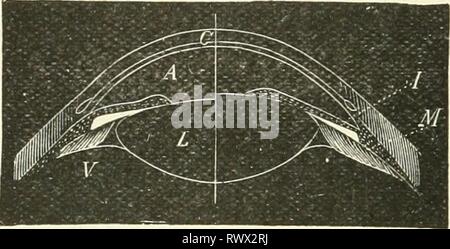 Die Elemente der menschlichen Physiologie (1907) Elemente der menschlichen Physiologie elementsofhumanp 05 Sterne Jahr: 1907 55 () Physiologie flach, so dass das Auge accominodated ist für intinite distanee, Wlieii tlie Auge untergebracht werden, für die in der Nähe von Gegenständen der ciliary Prozesse nach vorne gezogen und nach innen durch die Kontraktion des ciliary Muskels, und so tlie aufschiebende Ligament ist entspannt und der Vorderseite des Objektivs erlaubt nach vorne Wölben. Die ciliary Muskels rmis Vom corneo-Sklerotischen Junction, ciliary Prozesse und den vorderen Teil der Aderhaut sich befestigt werden. Unterkunft ist eine freiwillige Aktion, obwohl Stockfoto