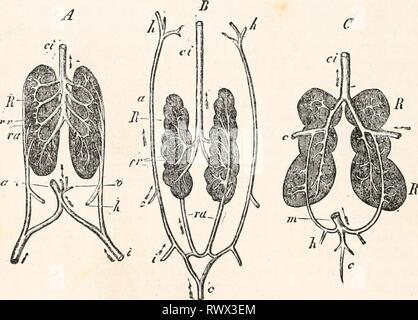 Elemente der vergleichenden Anatomie (1878) Elemente der vergleichenden Anatomie elementsofcompar 00 gege Jahr: 1878 594 vergleichende Anatomie. Linie der Bauch, und erhält die Venen aus dem sogenannten Harnblase (A, o), nach dem es United mit seinen Kollegen auf der gegenüberliegenden Seite einen einzelnen Stamm, der in der Leber führt, und die daher mit dem Portal System (a); dies ist die Epigastrischen (Abdominal-) Vene verbunden zu bilden. Die Venen des Magen-Darm-Kanals und der Milz sind in einem Portal Trunk, der in der Leber breaks United. In der Reptilia auch die Leber und die EFFERENTE renale vei Stockfoto