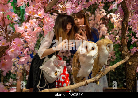 Eule Café auf Takeshita Straße im Stadtteil Harajuku in Tokio, Japan. Stockfoto