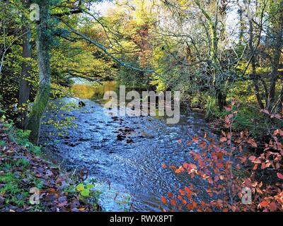 Bäume mit bunten Herbstlaub am Ufer des Flusses Derwent im Gibside in North East England Stockfoto