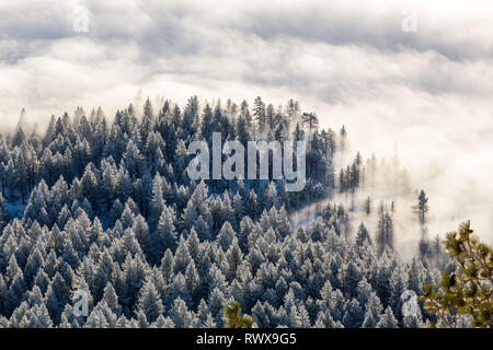 Full Frame geschossen von foggy Inversion und pogonip hoarfrosted Bäume im Winter Stockfoto