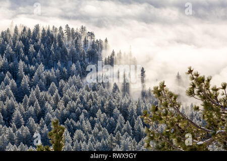 Full Frame geschossen von foggy Inversion und pogonip hoarfrosted Bäume im Winter Stockfoto