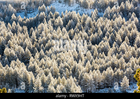 Foggy Inversion und pogonip hoarfrosted Bäume im Winter Stockfoto