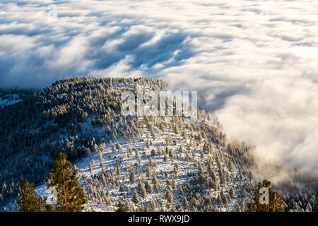 Foggy Inversion und pogonip hoarfrosted Bäume im Winter Stockfoto