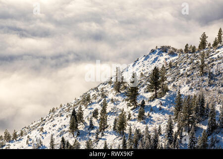 Foggy Inversion und pogonip hoarfrosted Bäume im Winter Stockfoto