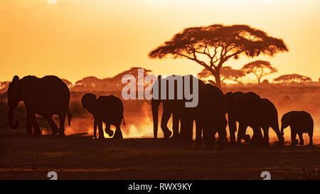 Elefanten März durch Amboseli National Park bei Sonnenuntergang, vor dem Hintergrund der Staub- und Akazienholz tress. Stockfoto