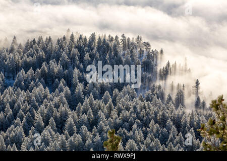 Full Frame geschossen von foggy Inversion und pogonip hoarfrosted Bäume im Winter Stockfoto