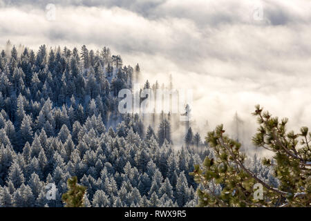 Full Frame geschossen von foggy Inversion und pogonip hoarfrosted Bäume im Winter Stockfoto