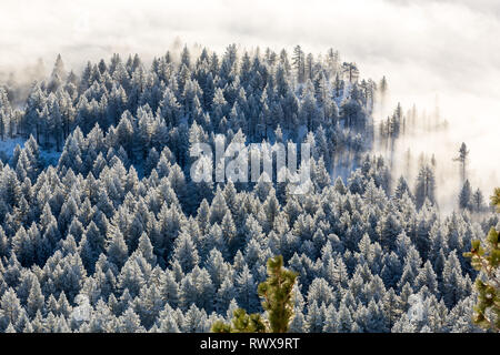 Full Frame geschossen von foggy Inversion und pogonip hoarfrosted Bäume im Winter Stockfoto