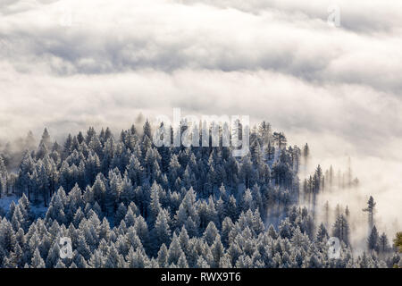 Full Frame geschossen von foggy Inversion und pogonip hoarfrosted Bäume im Winter Stockfoto