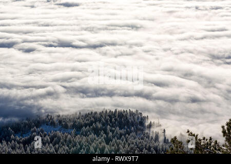 Full Frame geschossen von foggy Inversion und pogonip hoarfrosted Bäume im Winter Stockfoto