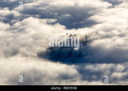 Full Frame geschossen von foggy Inversion mit Bäumen peeking über Washoe Tal im Winter Stockfoto