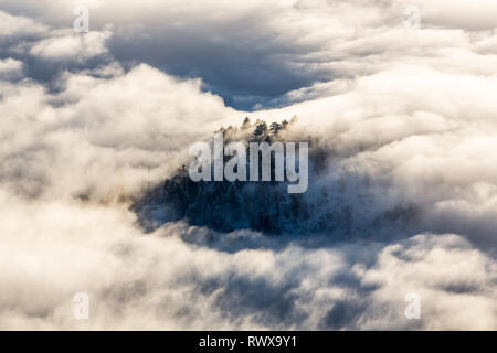 Full Frame geschossen von foggy Inversion mit Bäumen peeking über Washoe Tal im Winter Stockfoto