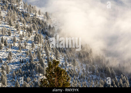 Foggy Inversion und pogonip hoarfrosted Bäume im Winter Stockfoto