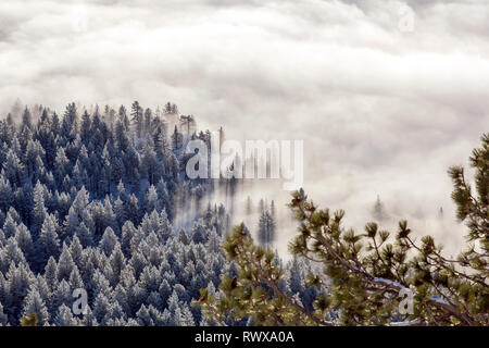 Foggy Inversion und pogonip hoarfrosted Bäume im Winter Stockfoto