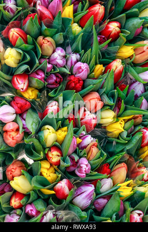 Bunte Tulpen Hintergrund Stockfoto