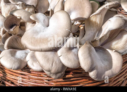 Frischen Austernpilzen (Pleurotus ostreatus) im Weidenkorb Stockfoto