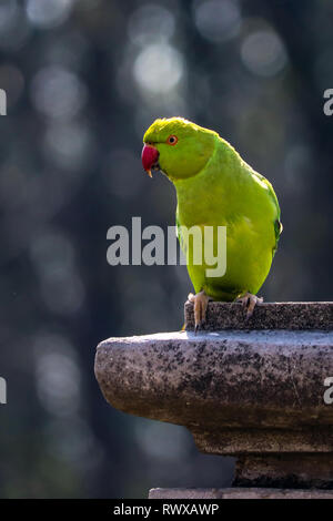 Portraitaufnahme eines Rosenberingsittichs, Indischer Sittich. Stockfoto