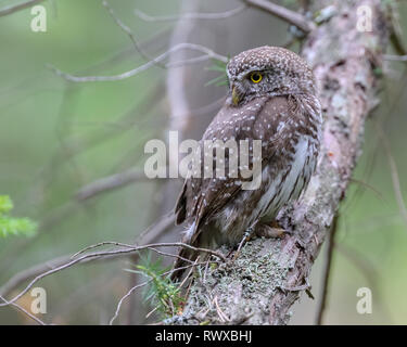 Eurasische Sperlingskauz Stockfoto