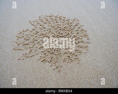 Sand Crab Loch am Strand Stockfoto