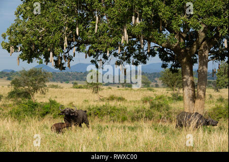 Buffalo mit Kalb stehend an eine Wurst Baum, Syncerus caffer, kidepo Valley Nationalpark, Uganda Stockfoto