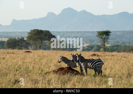 Burchell's Zebra, Equus burchellii, kidepo Valley Nationalpark, Uganda Stockfoto