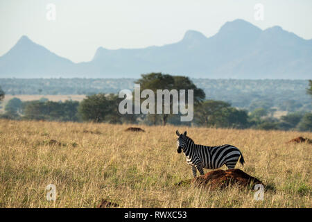 Burchell's Zebra, Equus burchellii, kidepo Valley Nationalpark, Uganda Stockfoto