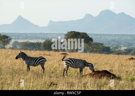 Burchell's Zebra, Equus burchellii, kidepo Valley Nationalpark, Uganda Stockfoto