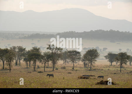 Burchell's Zebra, Equus burchellii, kidepo Valley Nationalpark, Uganda Stockfoto