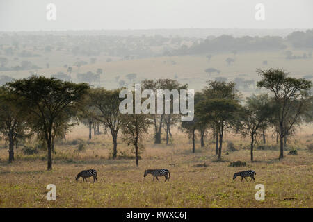 Burchell's Zebra, Equus burchellii, kidepo Valley Nationalpark, Uganda Stockfoto