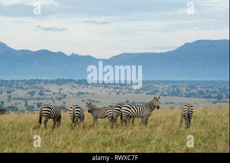 Burchell's Zebra, Equus burchellii, kidepo Valley Nationalpark, Uganda Stockfoto