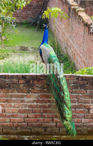Ein wunderschöner Pfau ruft an einer Mauer vor meinem Haus. Stockfoto
