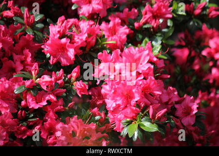 Rhododendron 'Red Wing", Azalee Frühling Blumen in voller Blüte. Stockfoto