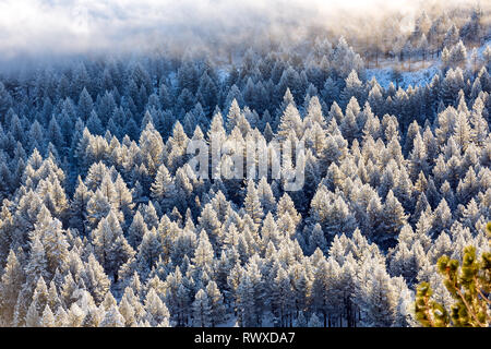 Foggy Inversion und pogonip hoarfrosted Bäume im Winter Stockfoto