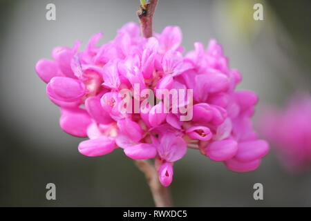 Schöne, frische Cercis canadensis, die östliche Rotbude, wächst auf der sonnigen Wiese. Stockfoto