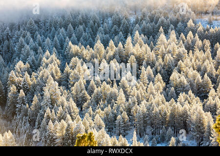 Foggy Inversion und pogonip hoarfrosted Bäume im Winter Stockfoto