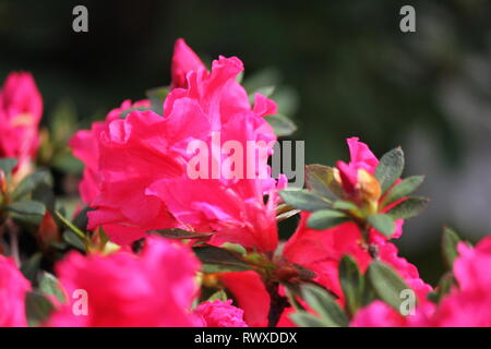 Rhododendron 'Red Wing", Azalee Frühling Blumen in voller Blüte. Stockfoto
