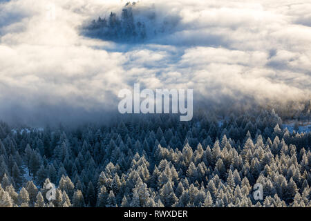 Foggy Inversion und pogonip hoarfrosted Bäume im Winter Stockfoto