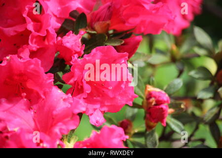 Rhododendron 'Red Wing", Azalee Frühling Blumen in voller Blüte. Stockfoto