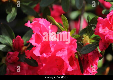 Rhododendron 'Red Wing", Azalee Frühling Blumen in voller Blüte. Stockfoto
