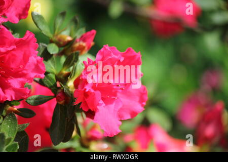 Rhododendron 'Red Wing", Azalee Frühling Blumen in voller Blüte. Stockfoto
