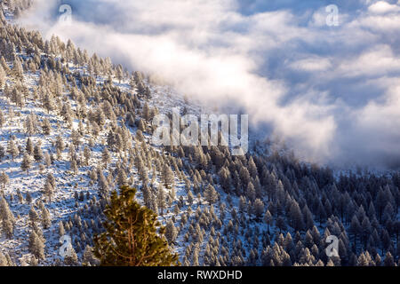 Foggy Inversion und pogonip hoarfrosted Bäume im Winter Stockfoto