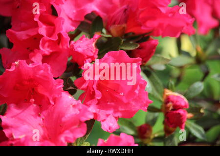 Rhododendron 'Red Wing", Azalee Frühling Blumen in voller Blüte. Stockfoto