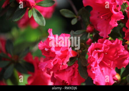 Rhododendron 'Red Wing", Azalee Frühling Blumen in voller Blüte. Stockfoto