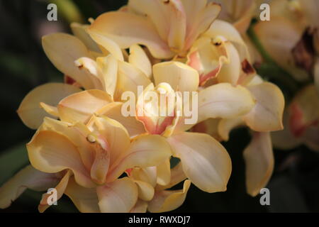 Atemberaubende gelb Cymbidium Orchidee, Blume. Stockfoto