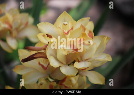 Atemberaubende gelb Cymbidium Orchidee, Blume. Stockfoto