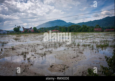 Tana Toraja Regency ist eine Regentschaft von South Sulawesi Provinz von Indonesien, und die Heimat der Toraja ethnische Gruppe. Reisfelder sind überall zu sehen. Stockfoto