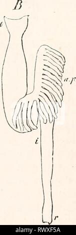 Elemente der vergleichenden Anatomie (1878) Elemente der vergleichenden Anatomie elementsofcompar 00 gege Jahr: 1878 Abb. 313. Magen-darm-Kanal von Fischen. Eine der Gobius melanostomus. B von Salmo. o CEsopliagus. v Magen. Ich Mid-gut. "J&gt; Anlagen pyloricue. r Hind-gut. Stockfoto