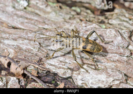 Schwarz gefleckt Longhorn Beetle (Rhagium mordax) Cerambycidae. Sussex, UK Stockfoto